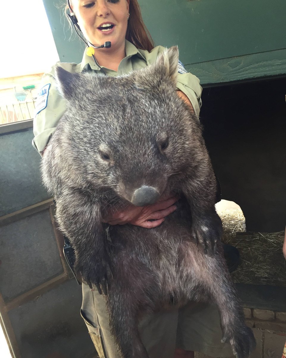 Австралийский хомяк вомбат