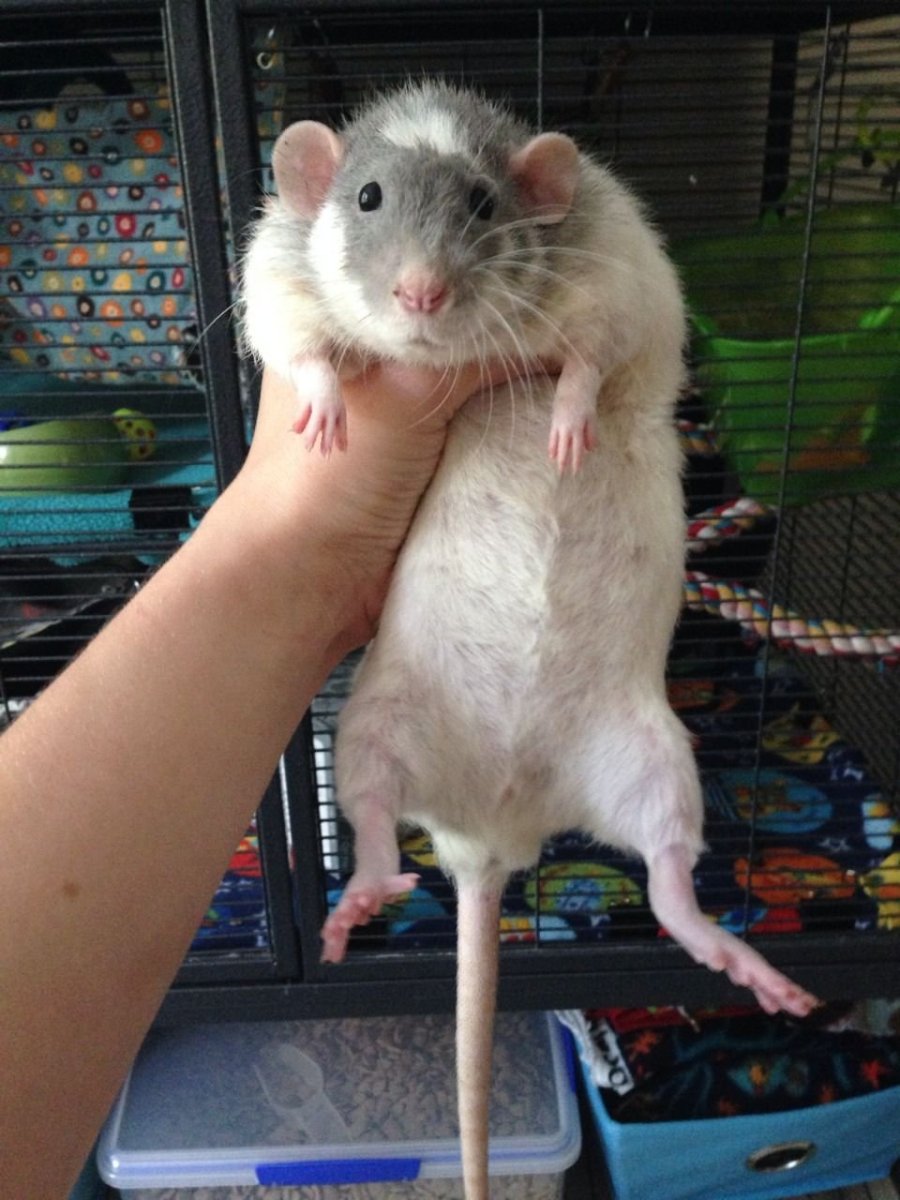 Мышиный хвост