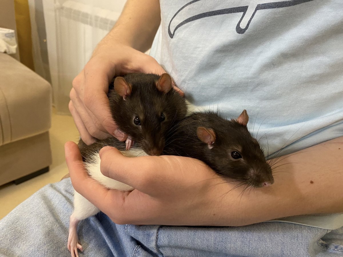 Домашних крыс на распродаже за 500 рублей