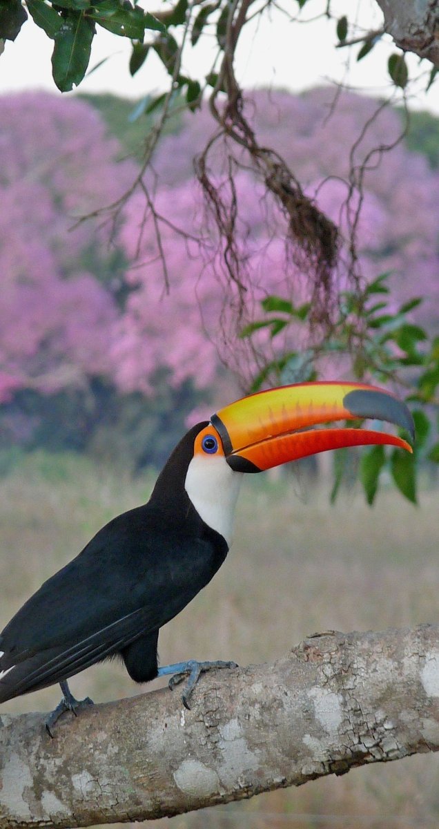 Птицы Южной Америки фото