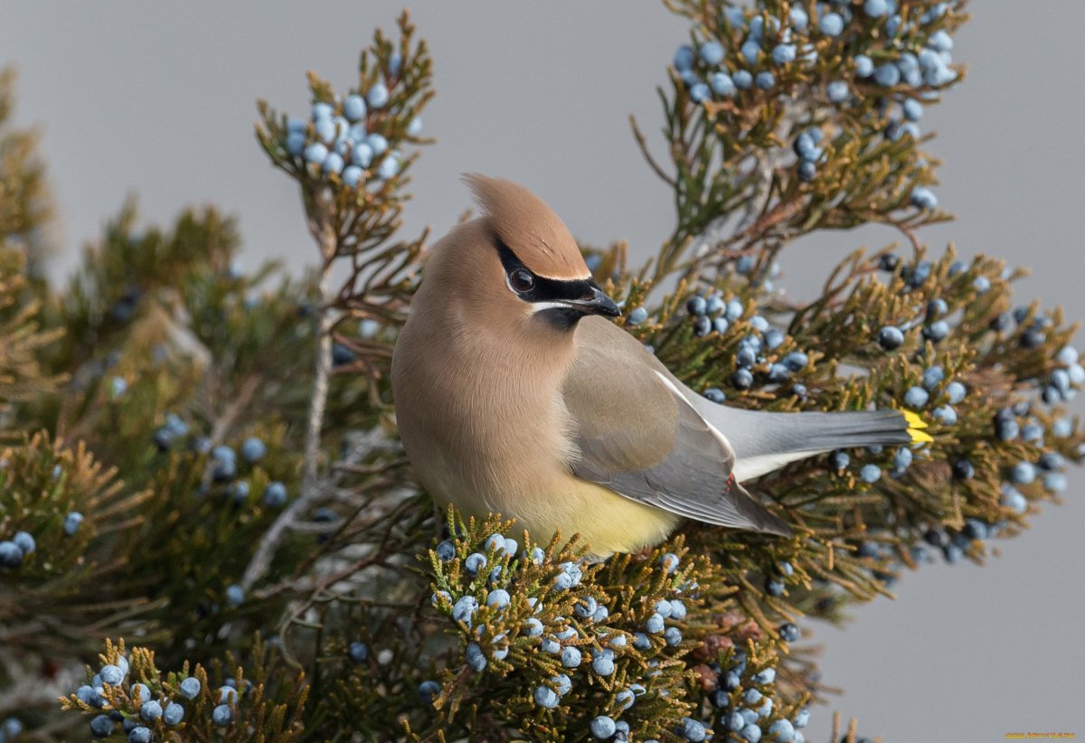 Cedar Waxwing птица