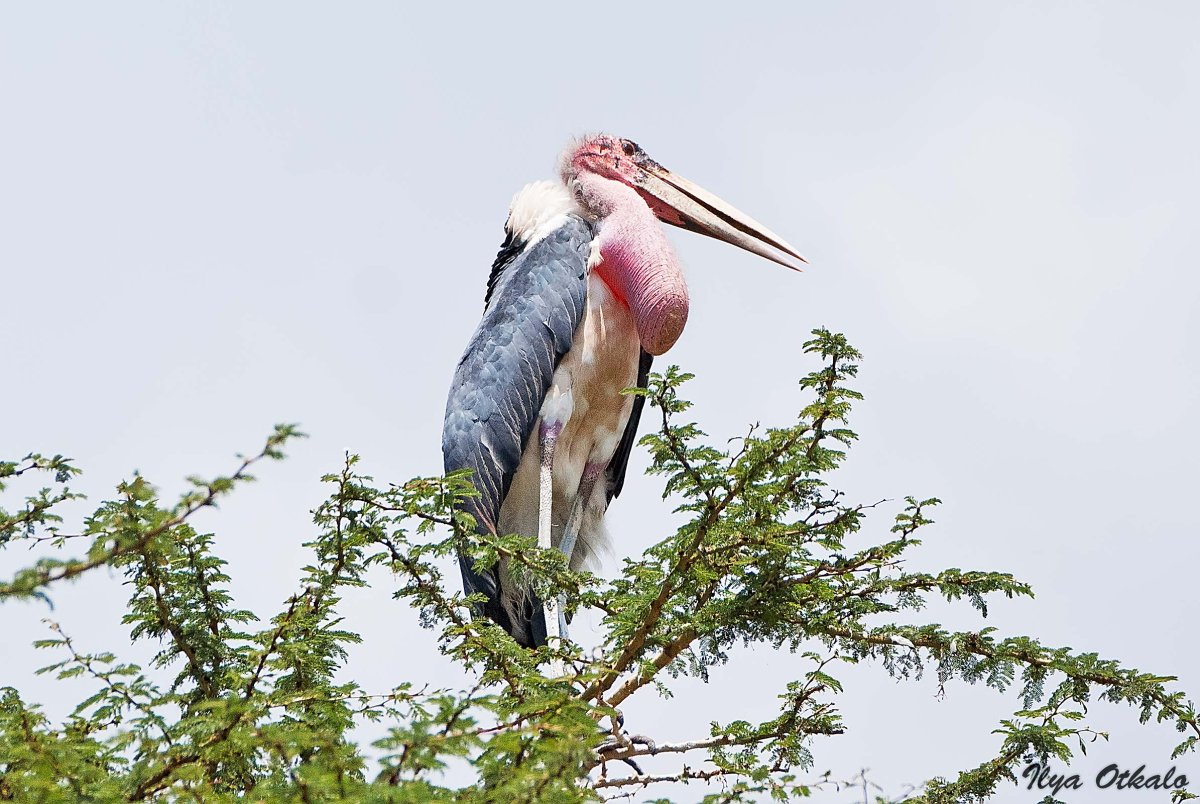 Птица Марабу