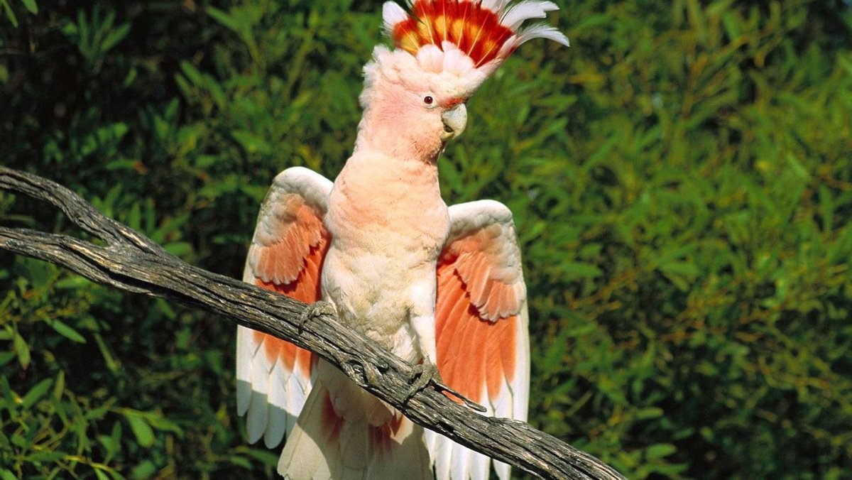 Попугай Какаду