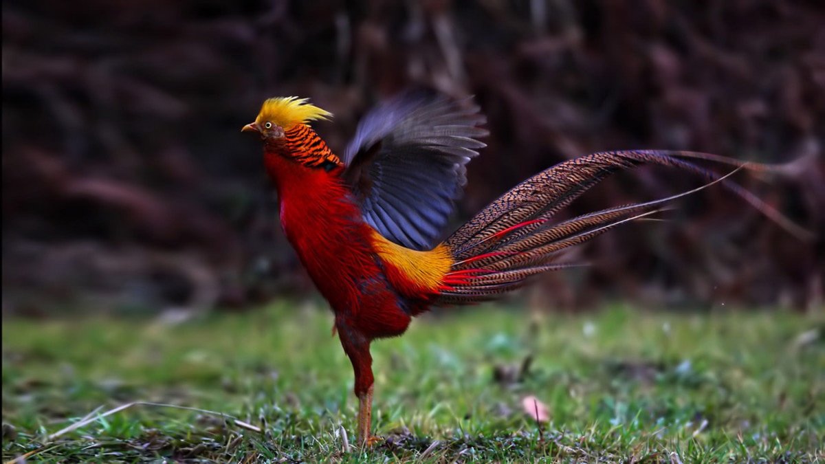 Райский фазан