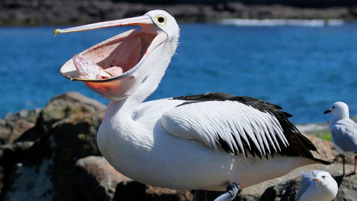 Орёл Орлан белоголовый