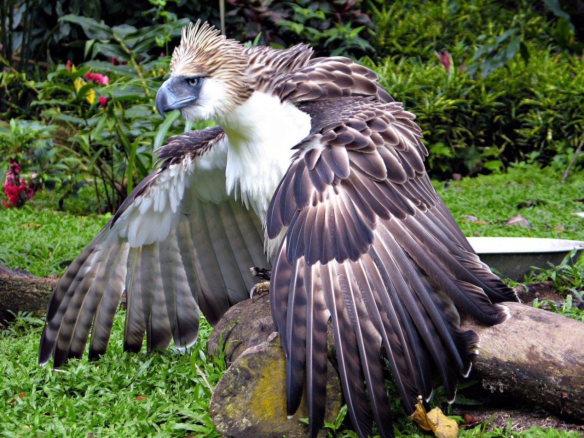 Орел-обезьяноед охота