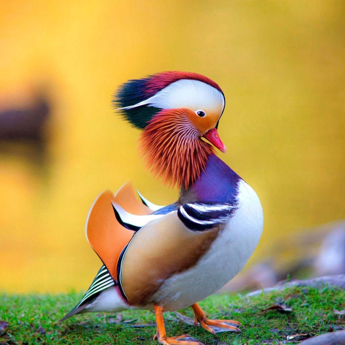 Телевизор NORDSTAR NSTV-2801 28"