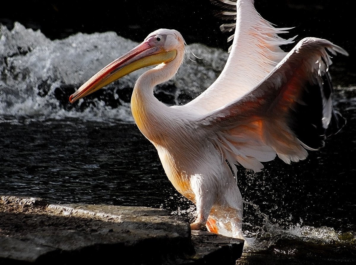 Пеликаны в России
