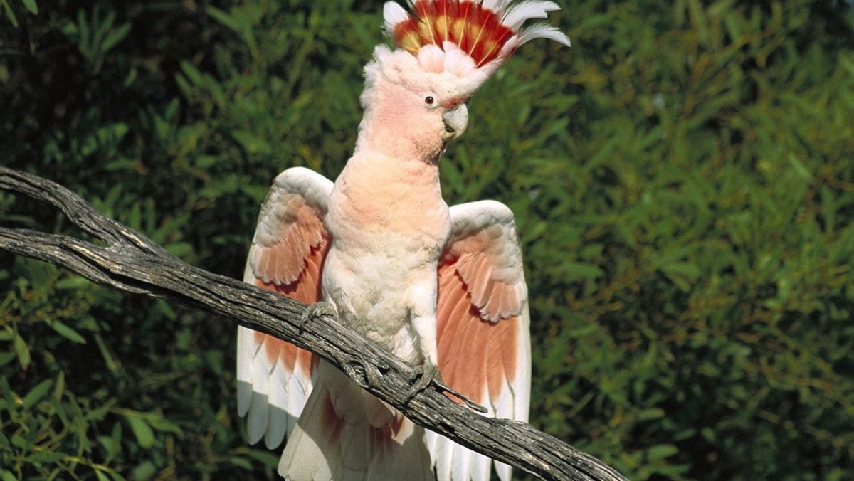 Африканский Марабу