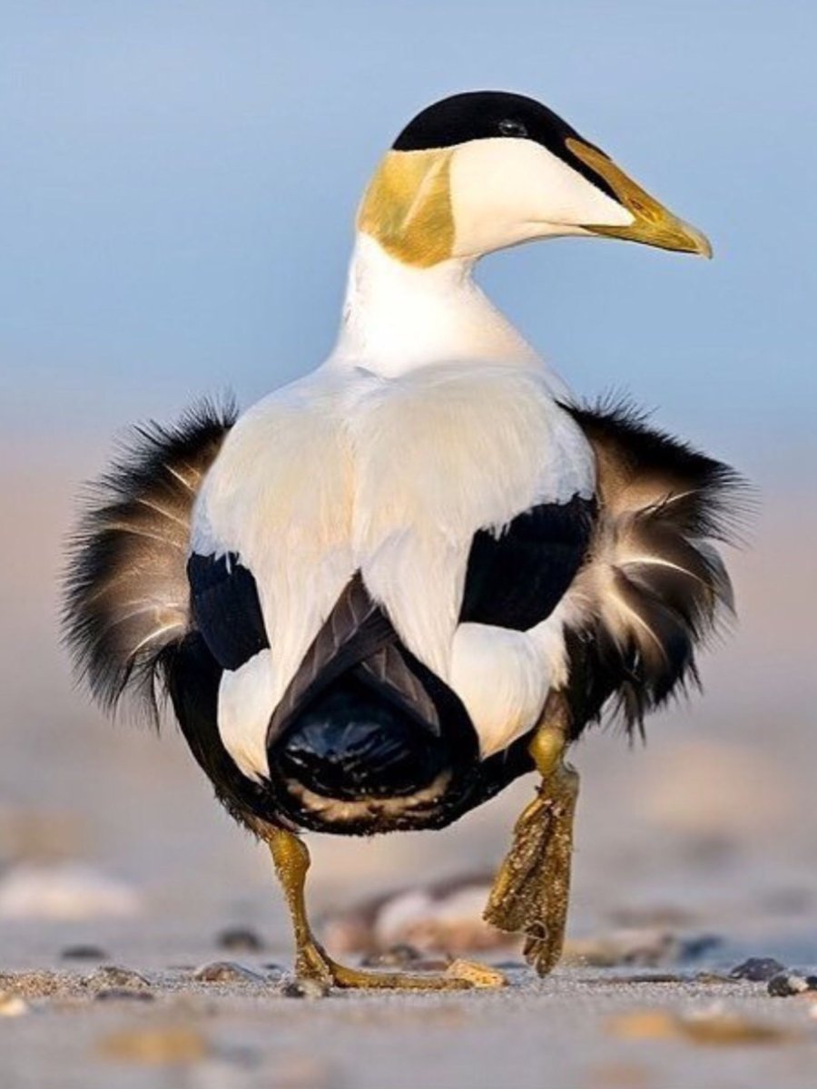 Птицы Египта