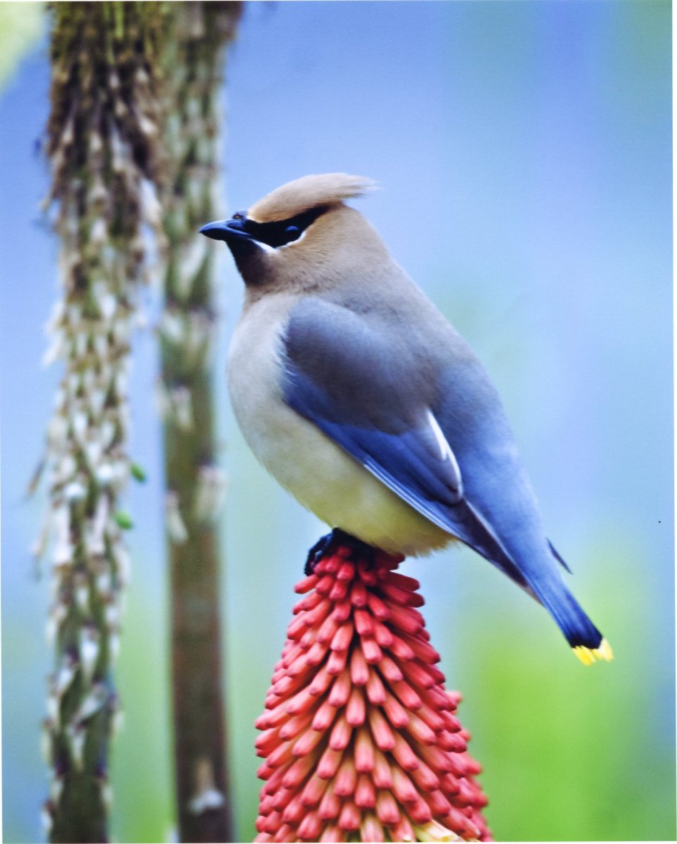 Свиристели Райские птицы