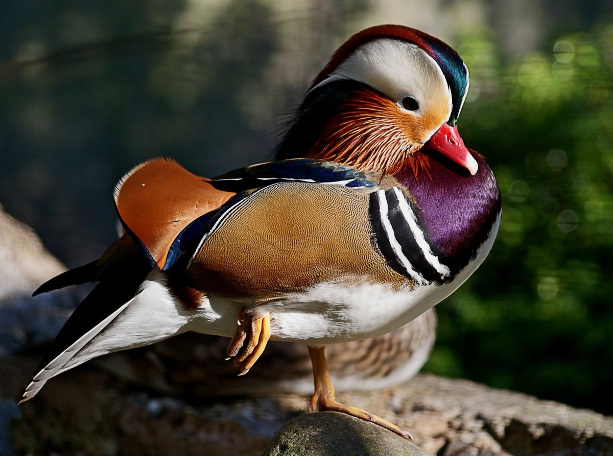 Белоголовый Орлан птены