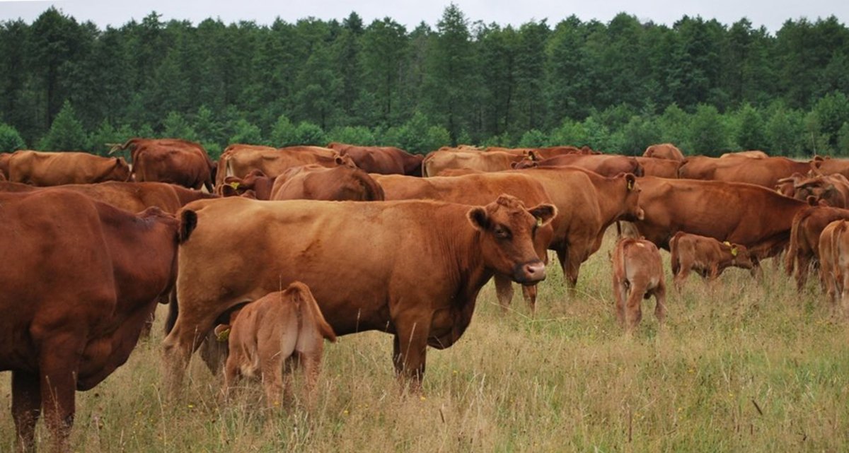 Красная Степная порода КРС