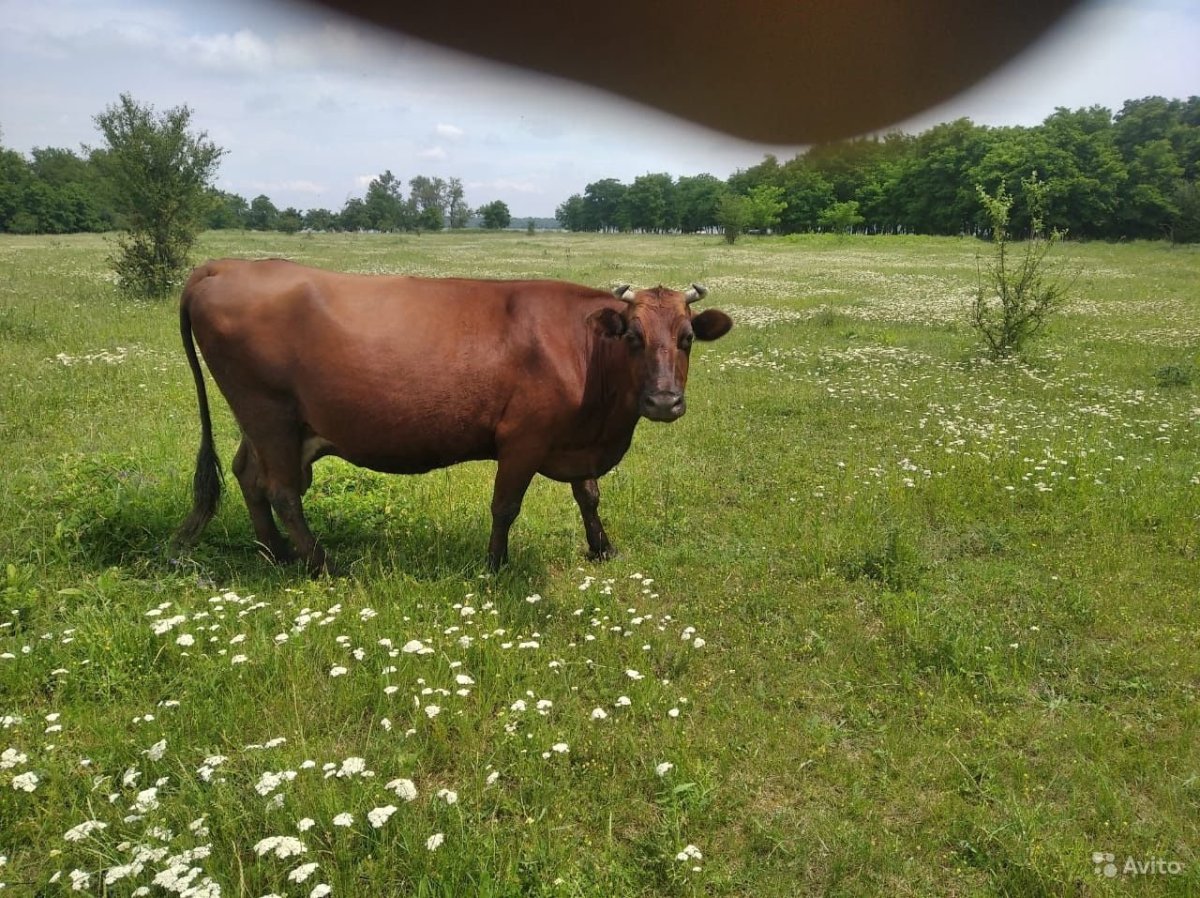 Красная Степная корова