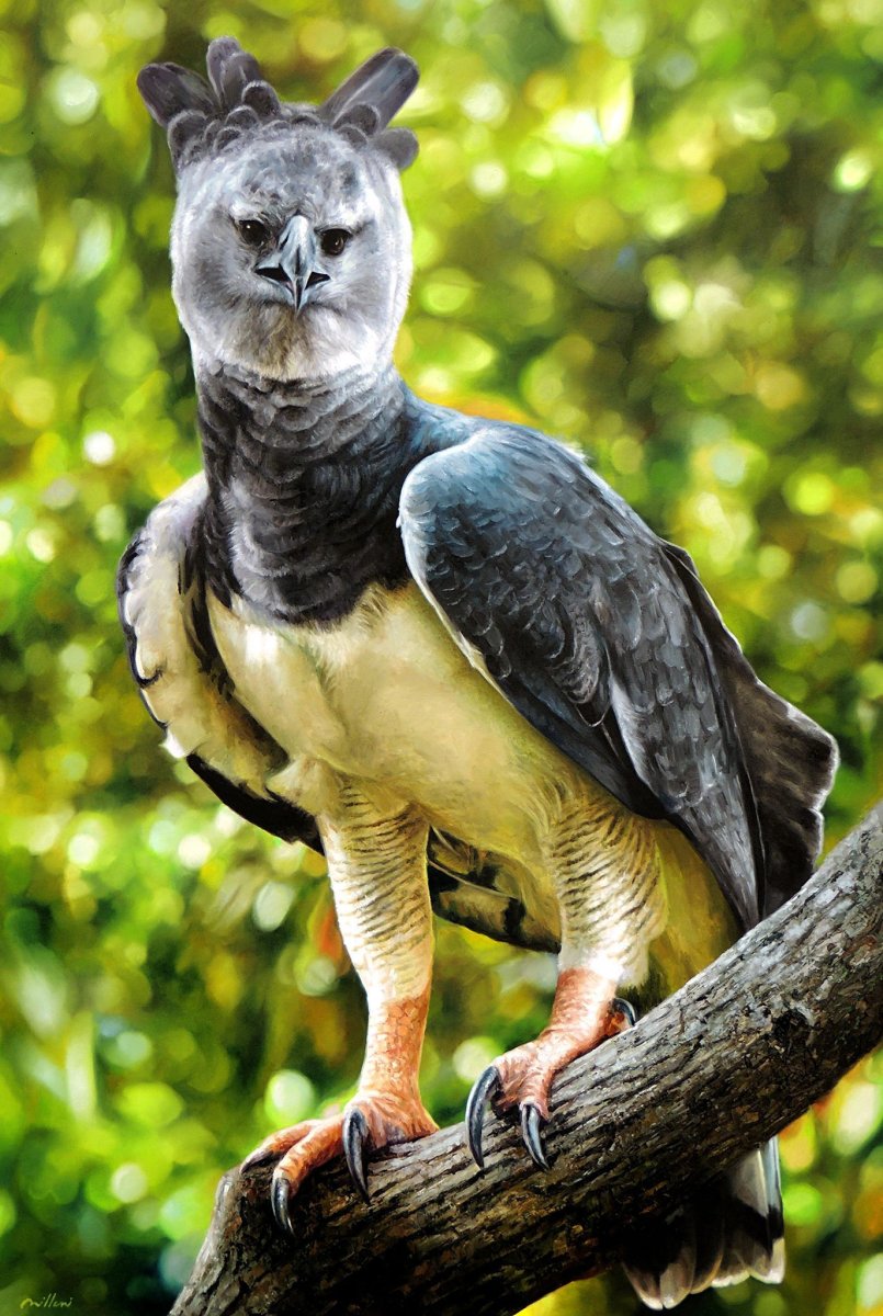 Хохлатая Мадагаскарская Кукушка птенец