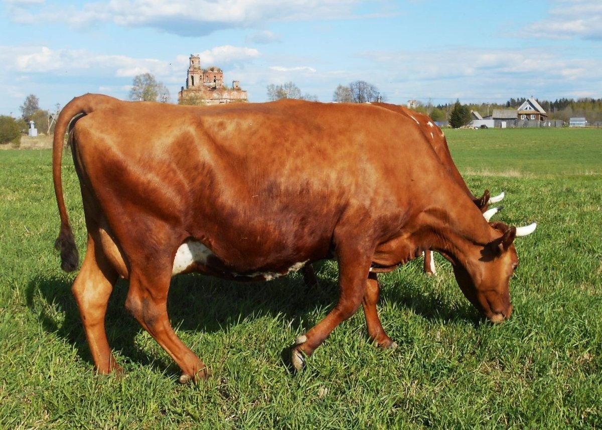 Бестужевская порода скота