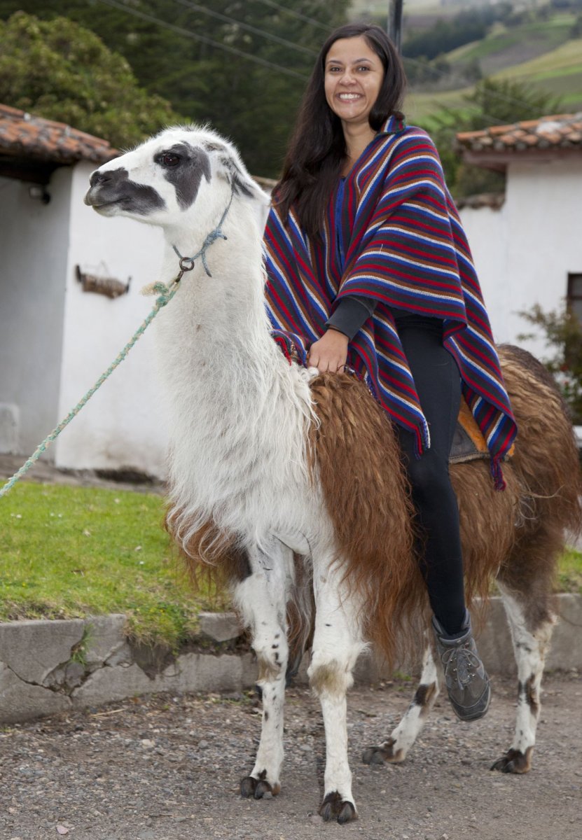 Альпака ездовая