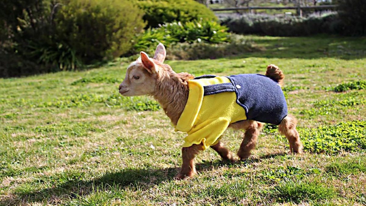 Одежка для коз