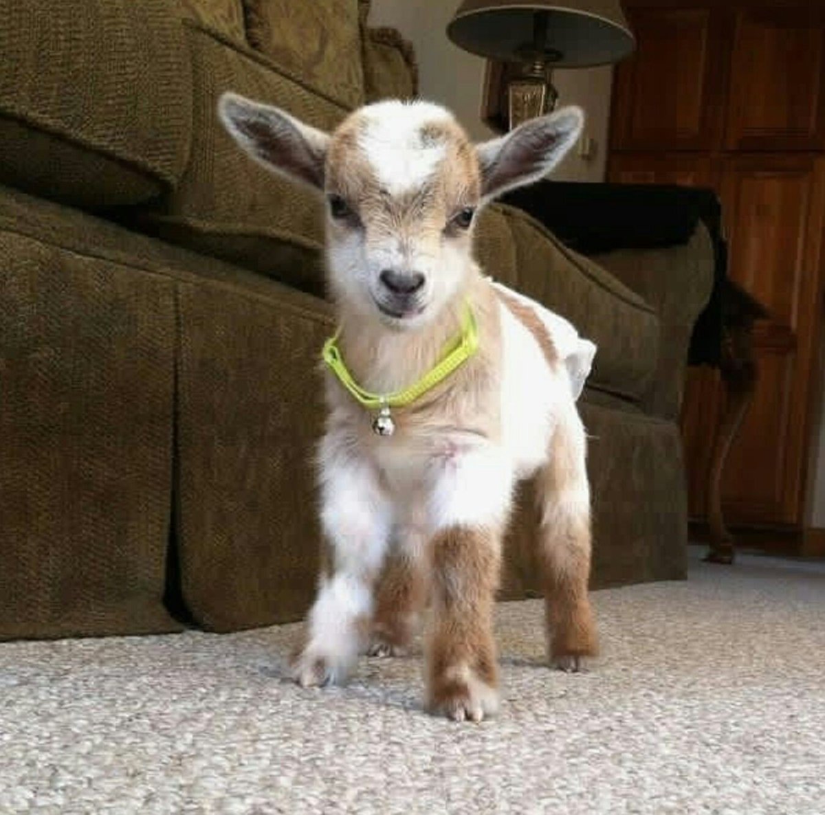 Домашние мини козлики