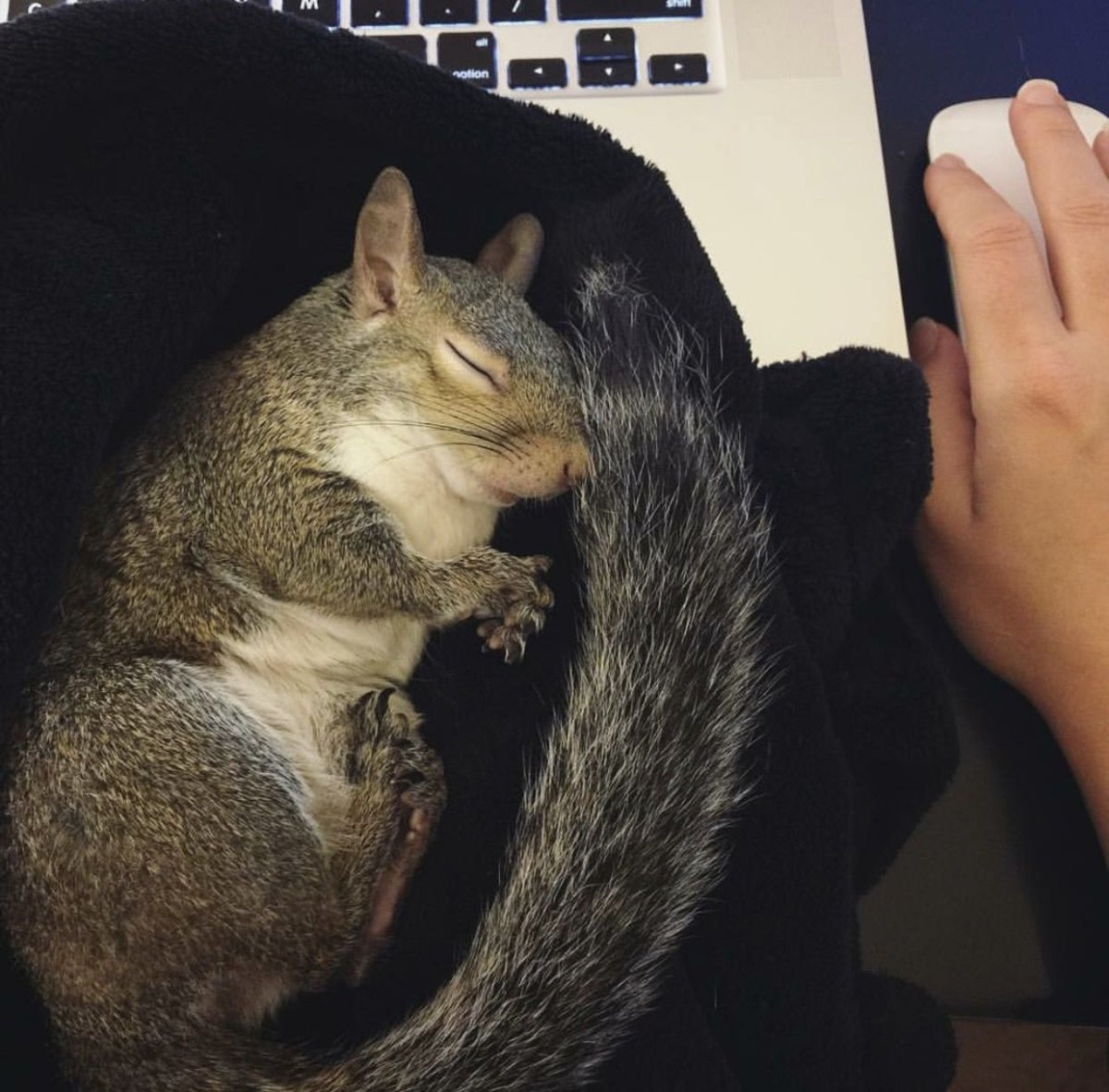 Белка у зеркала