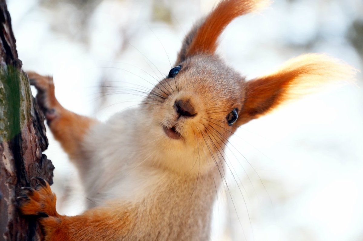 Милые белочки