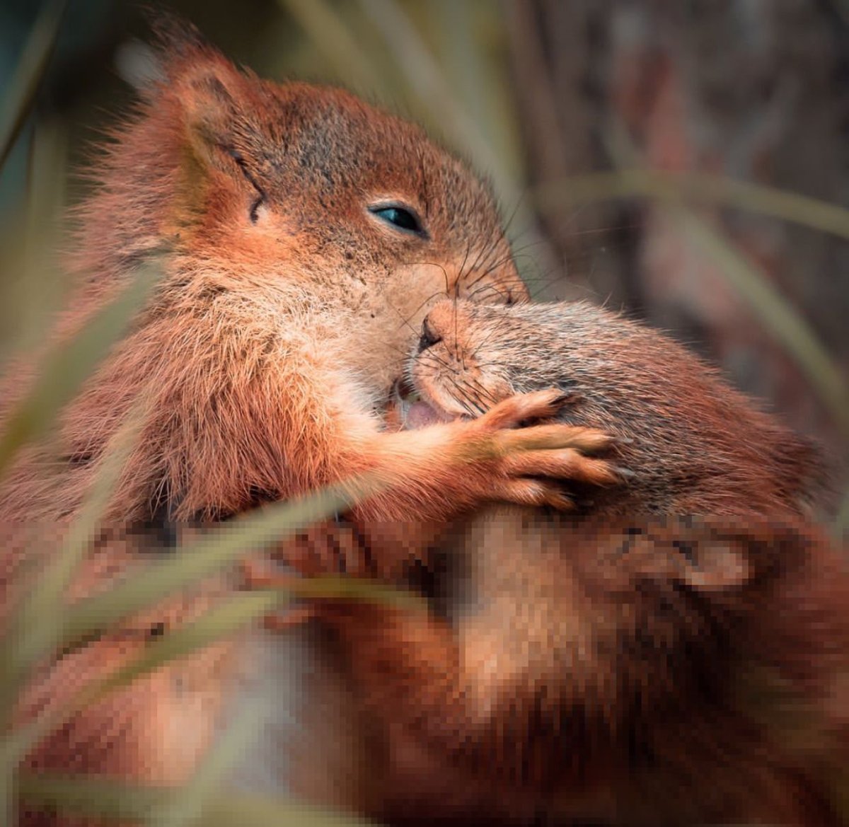 Белочки обнимаются