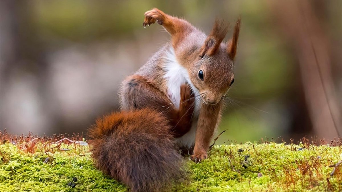 Белка Супергеройское приземление