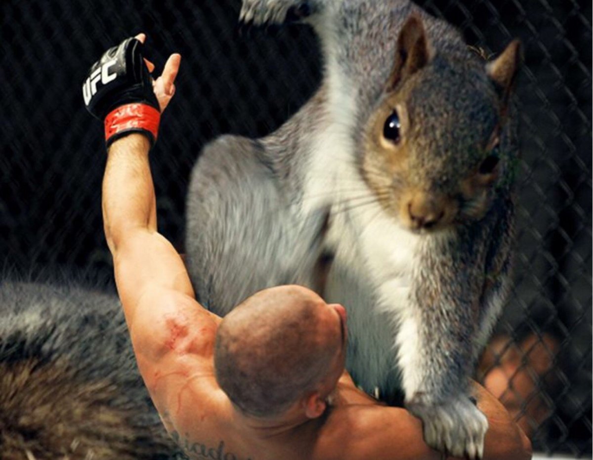 Белка дерется