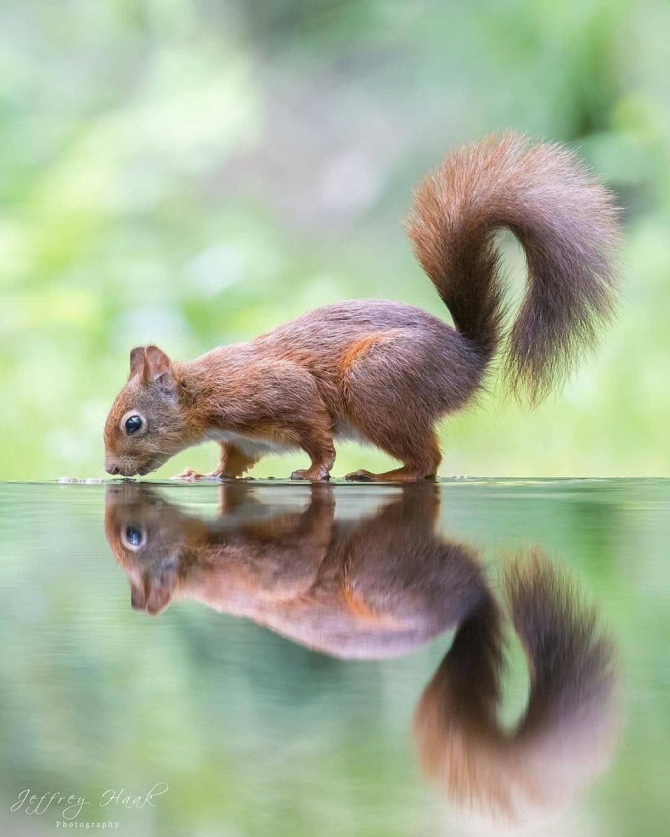 Обыкновенная белка