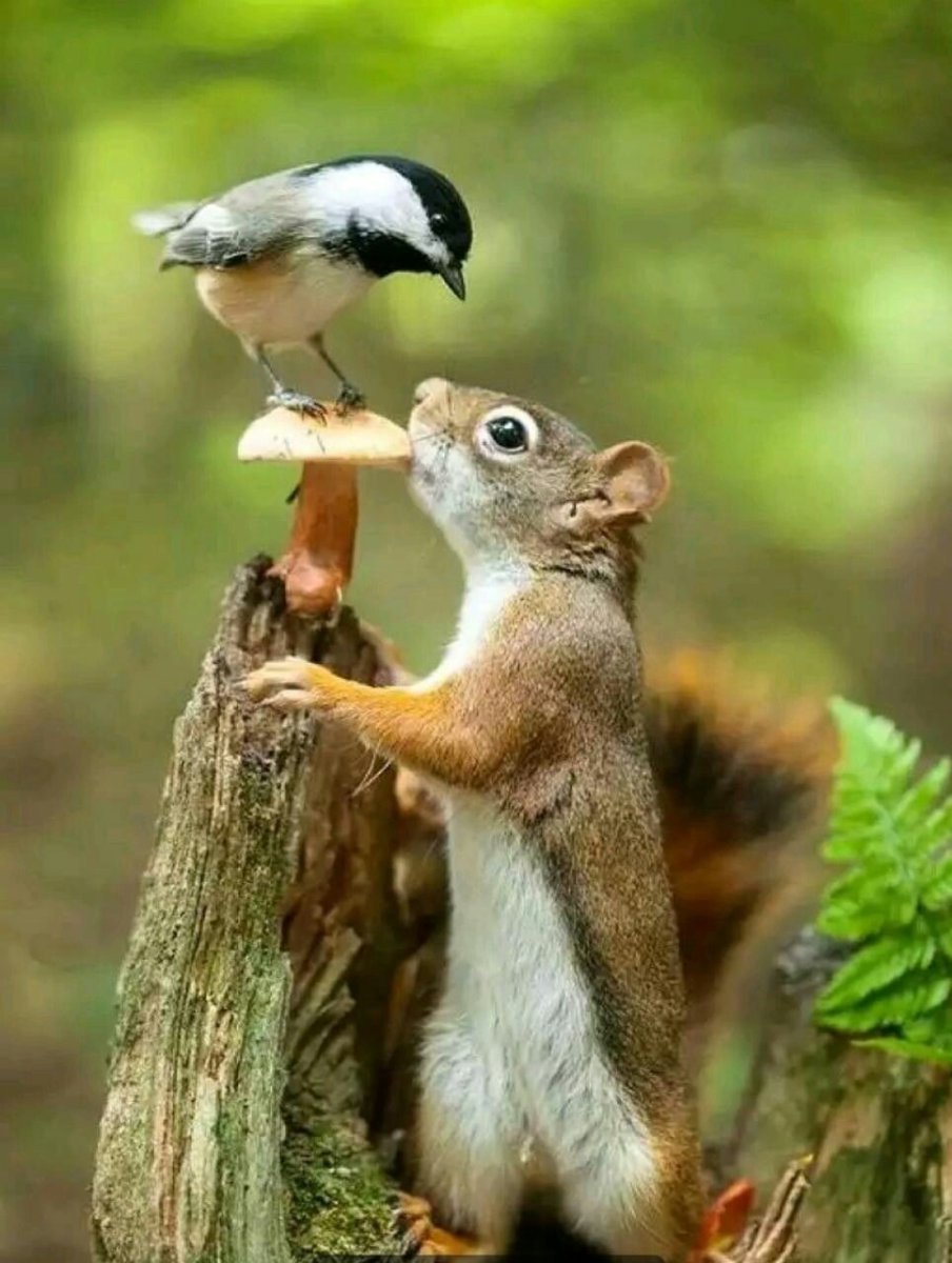 Белка с грибом