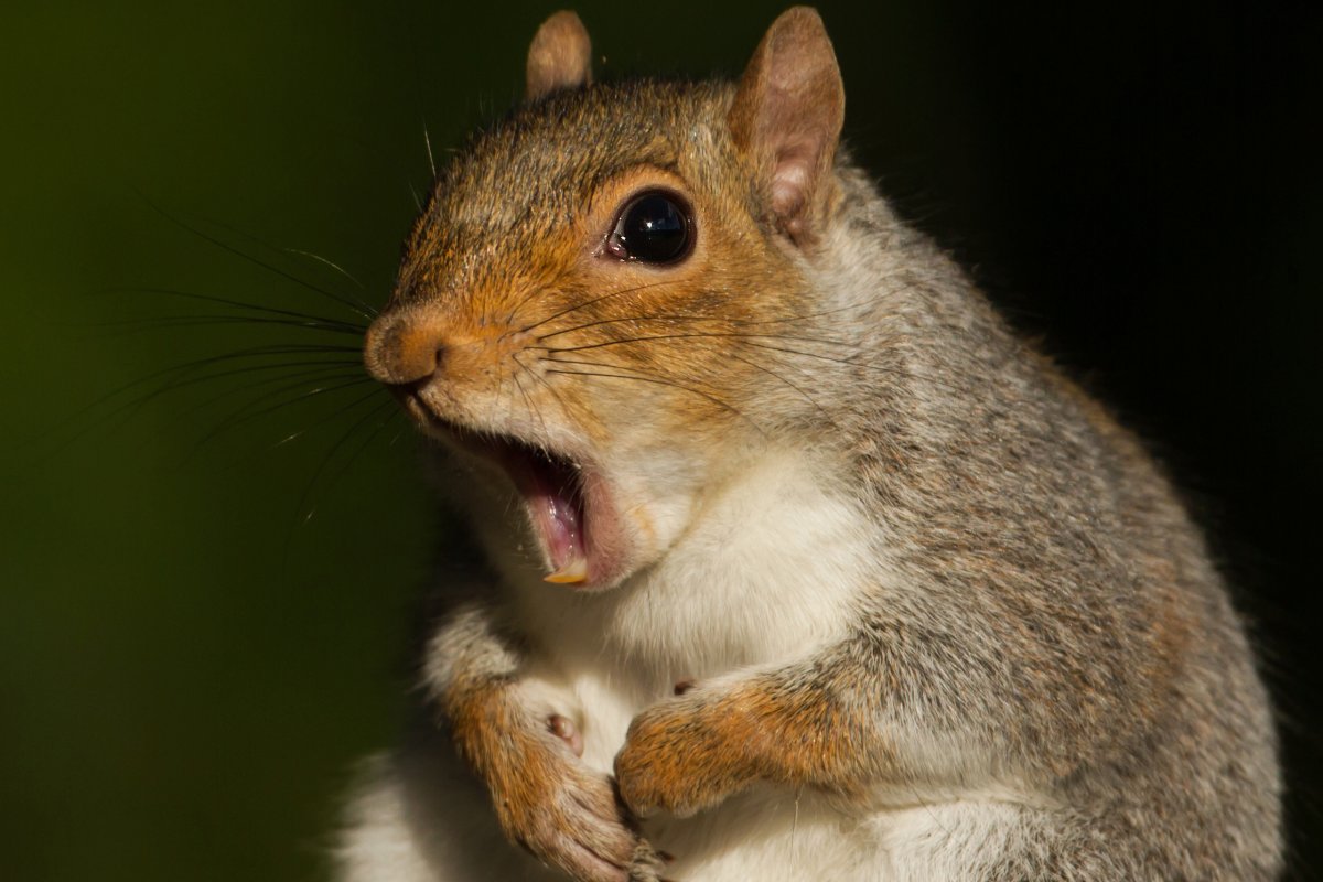 Испуганная белка