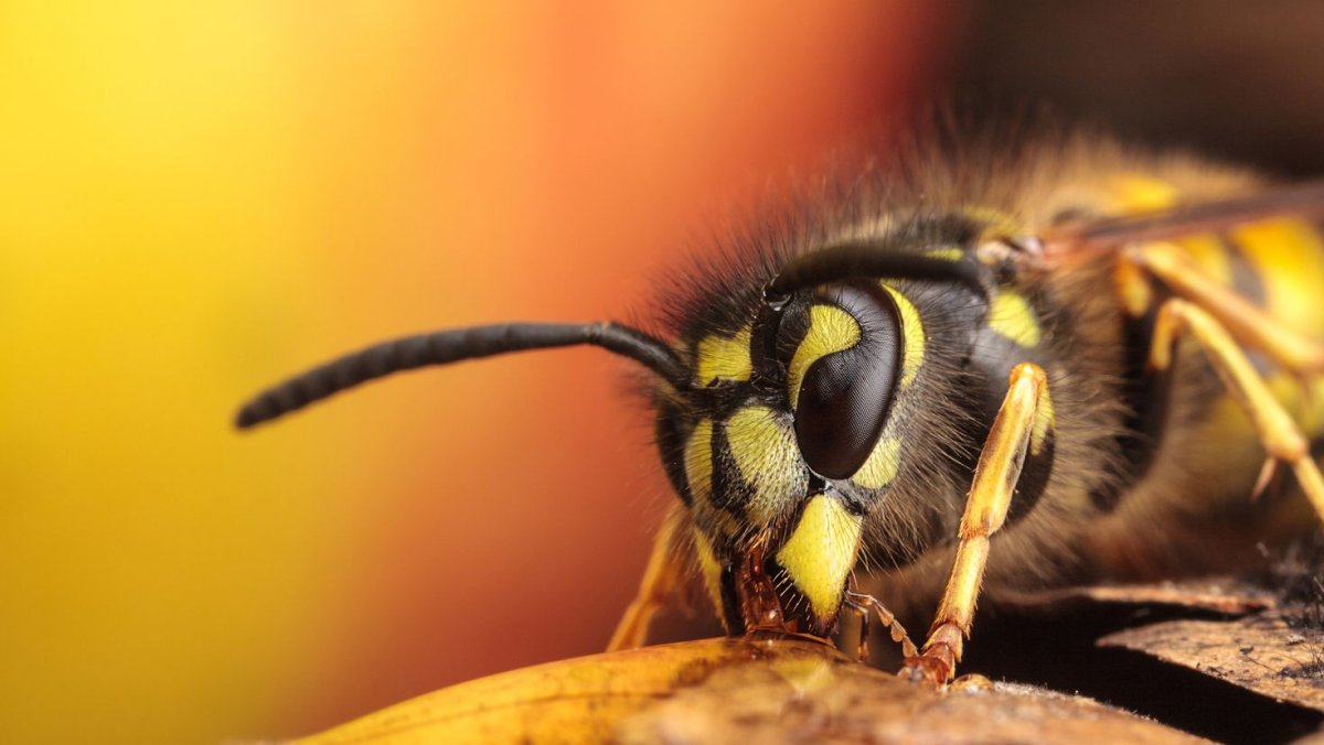 Пчела Макросъемка