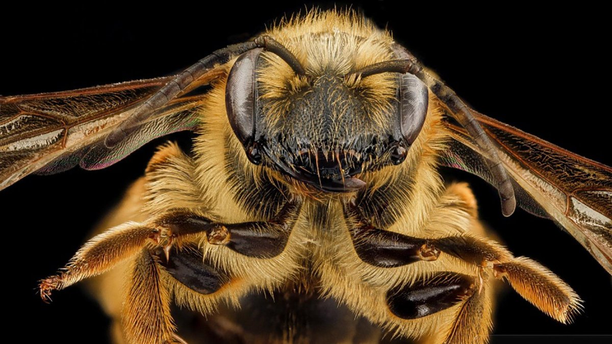 Пчела Макросъемка