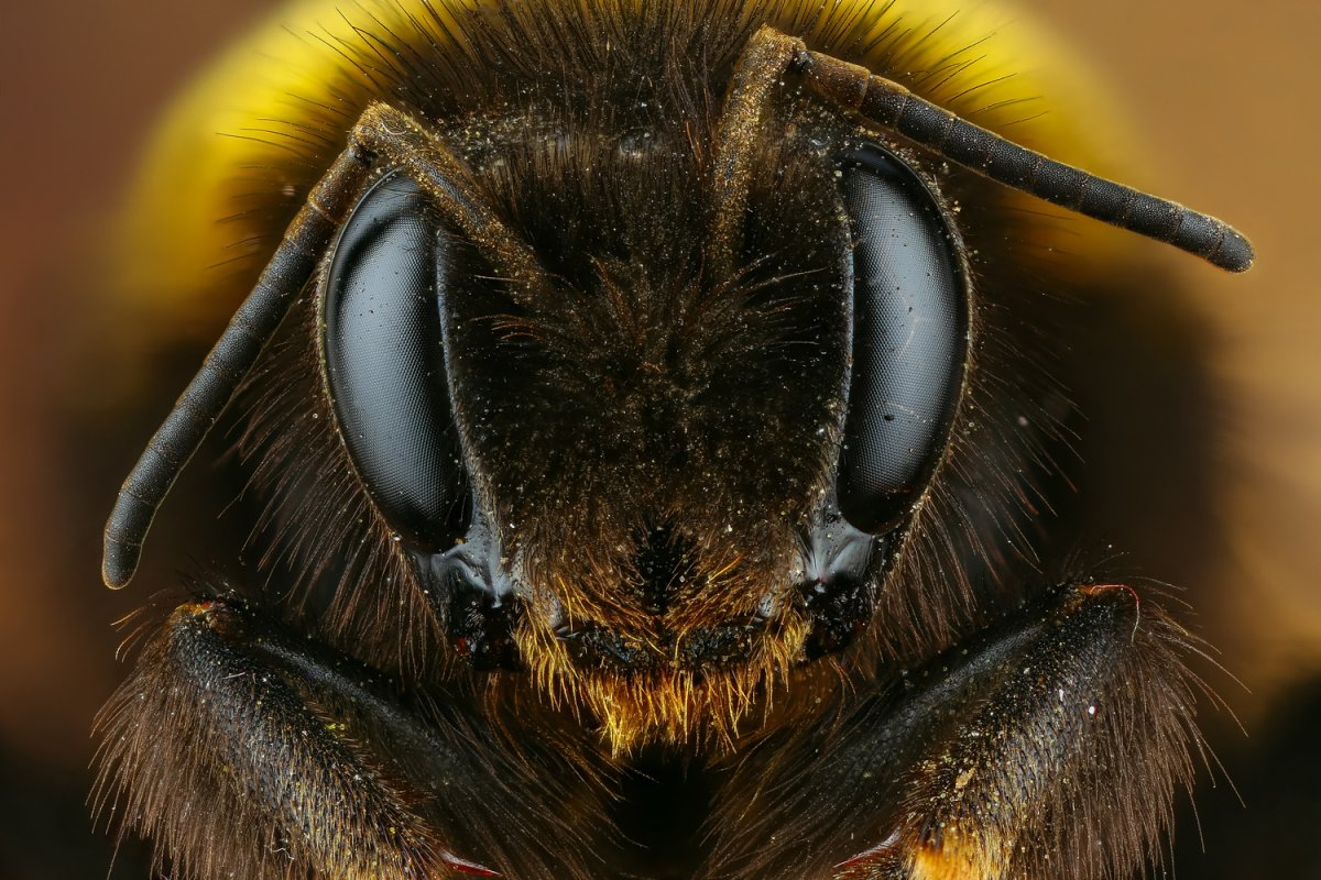 Пчела вектор