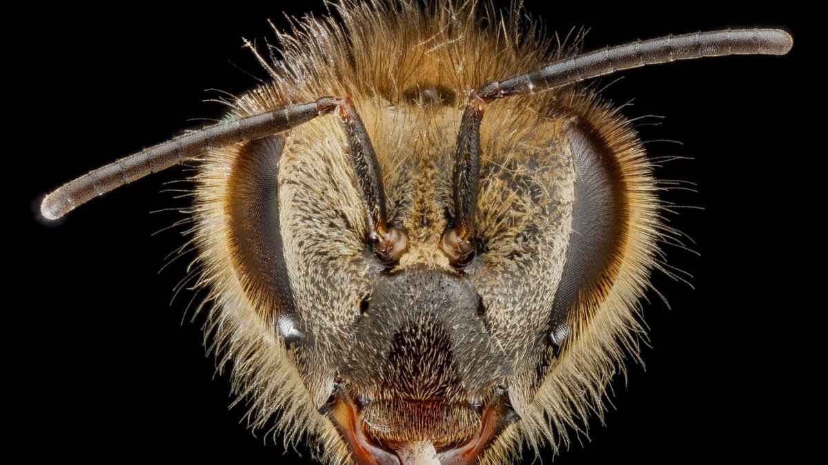 Глаза шмеля