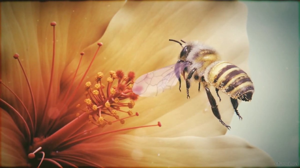Пчела обои