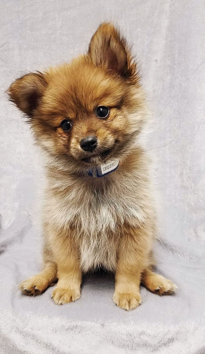 Помчи и померанский шпиц