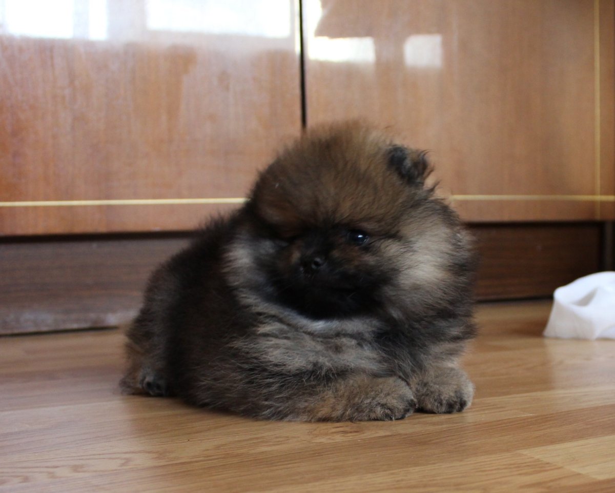 Немецкий шпиц рыжий