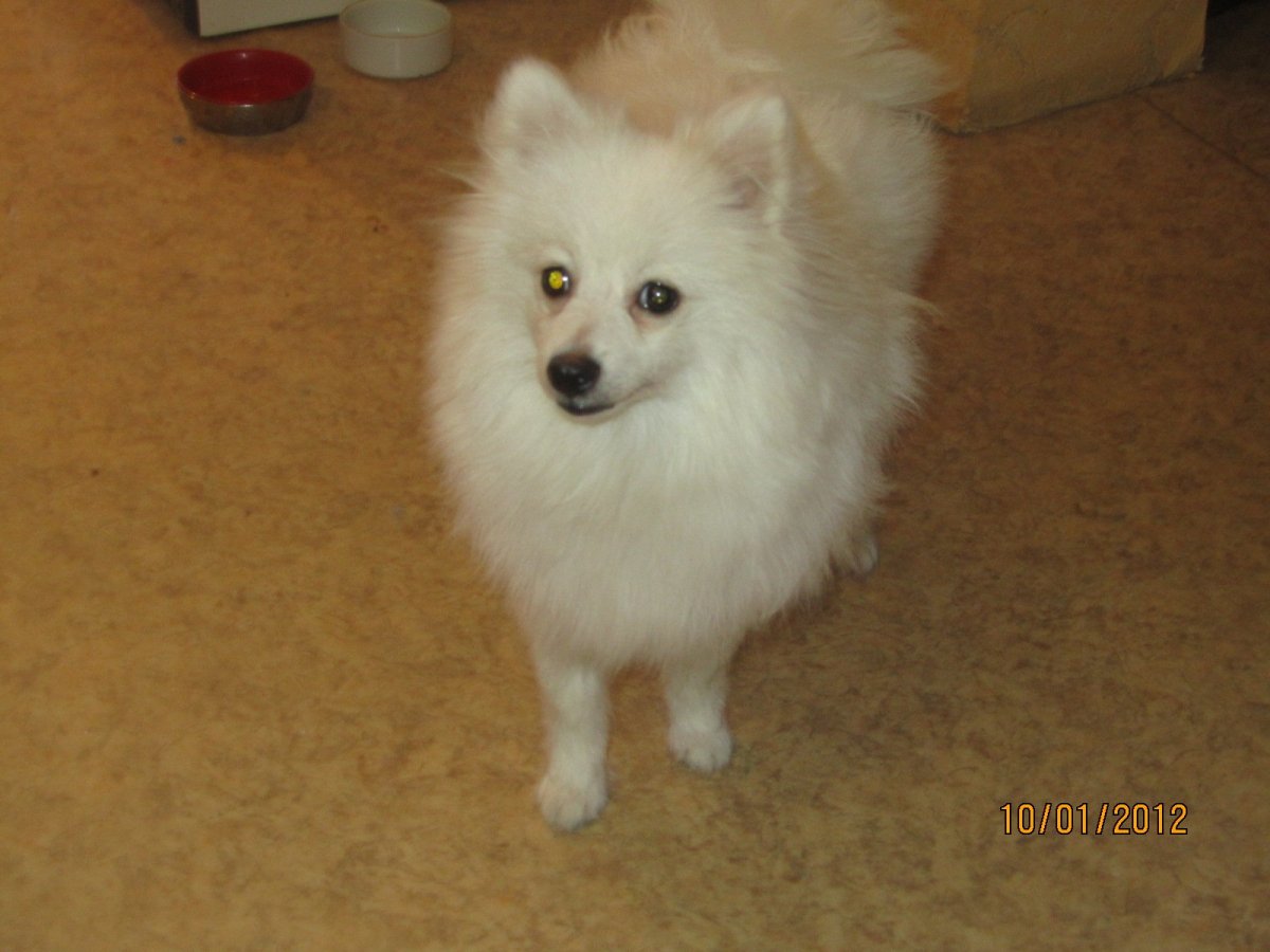 Немецкий шпиц рыжий