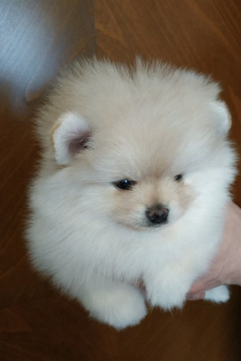 Шпиц и овчарка