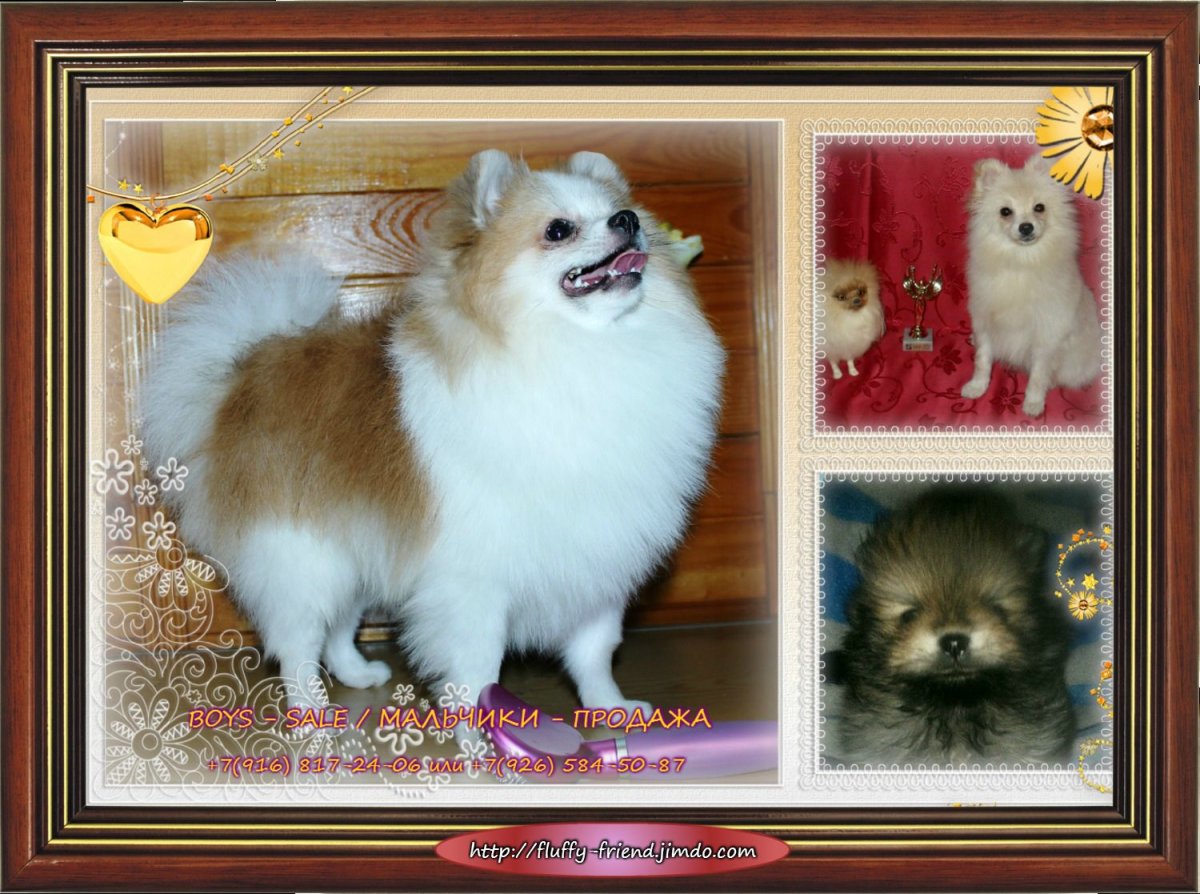 Метис померанского шпица