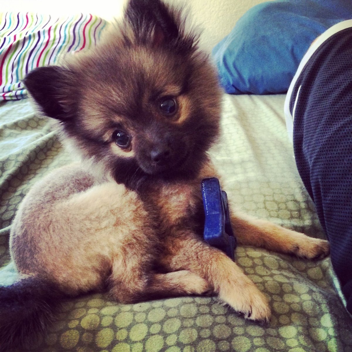 Лисья помски собака