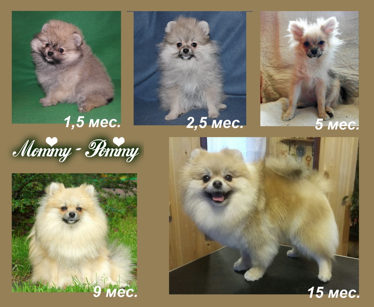 Метис шпица