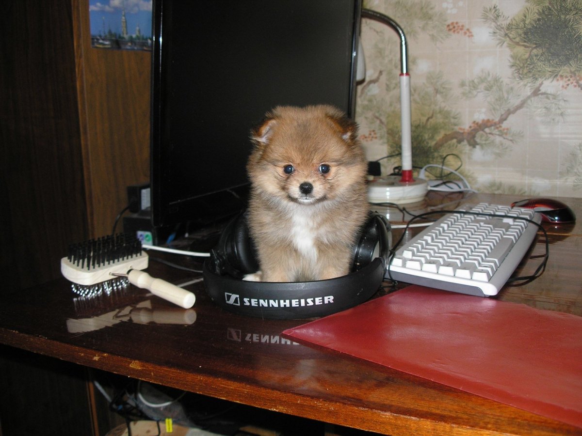 Померанский шпиц семейка