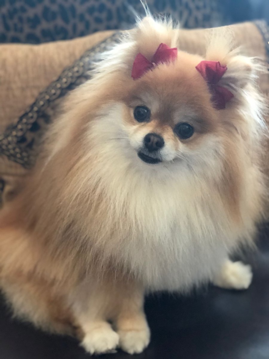 Немецкий шпиц с черной мордочкой