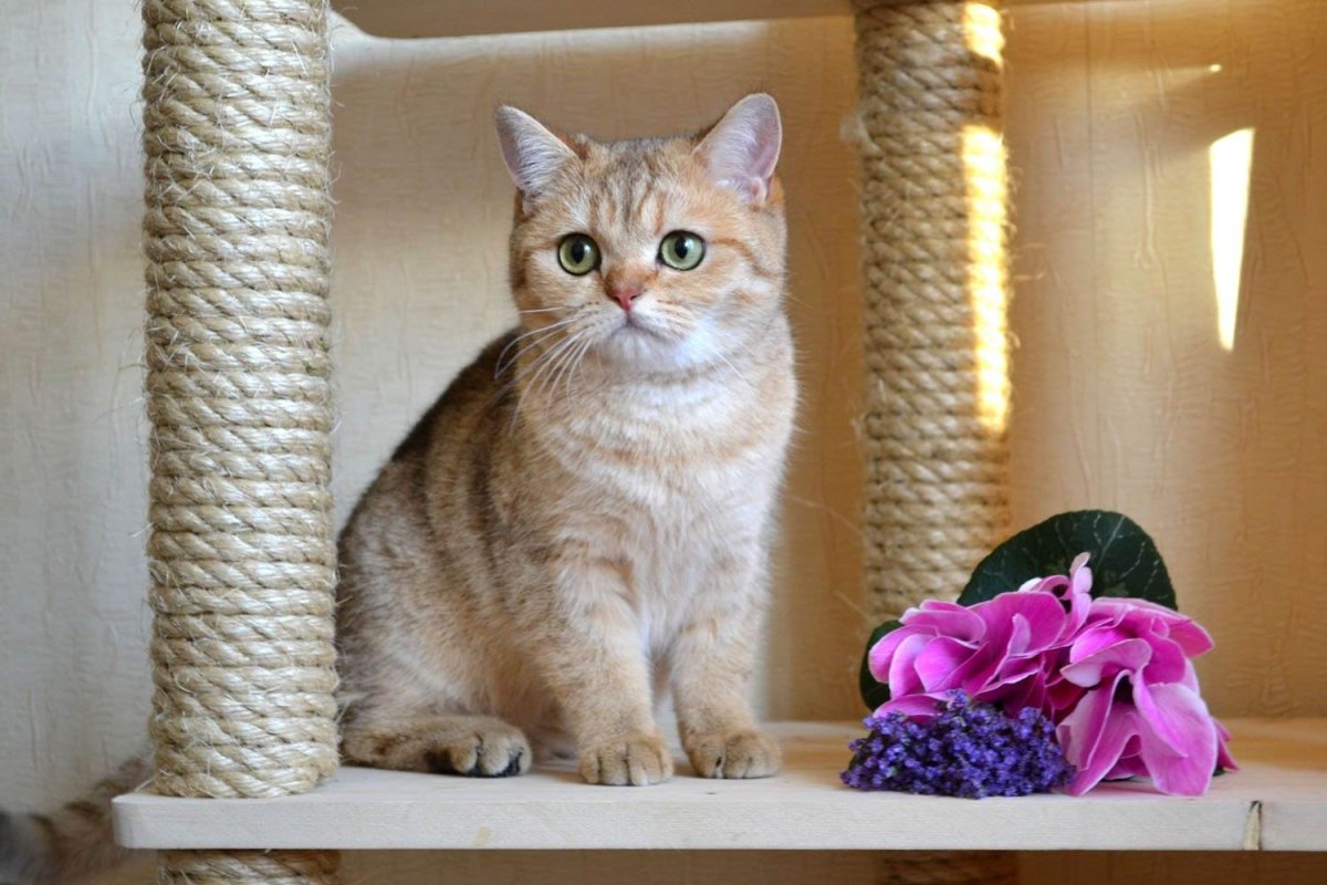 Шотландская золотая шиншилла длинношерстная