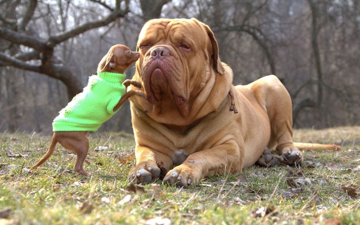 Мастиф шарпей