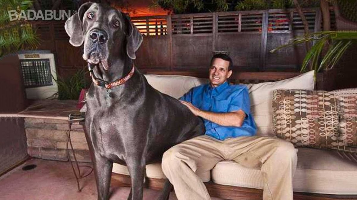 Леонбергер собака