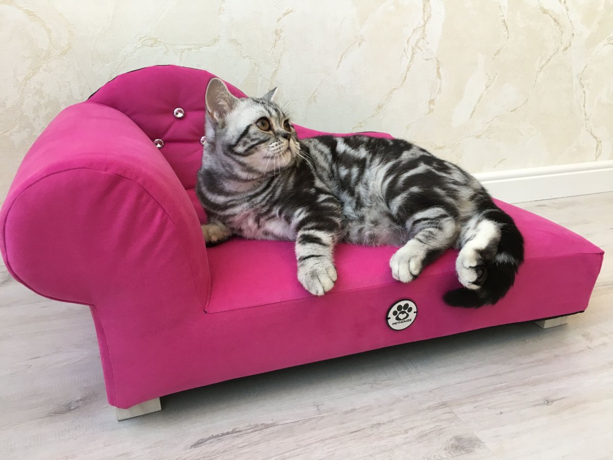 Кошка на шезлонге