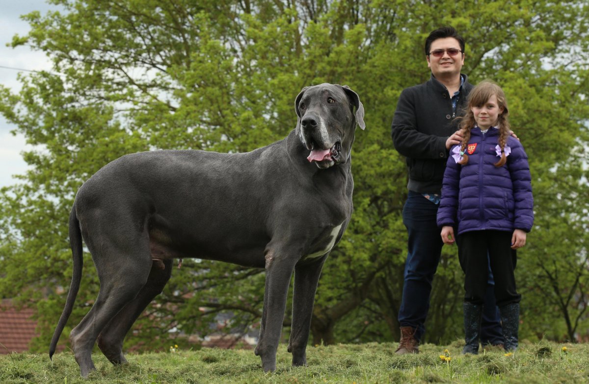 Датский дог Гибсон